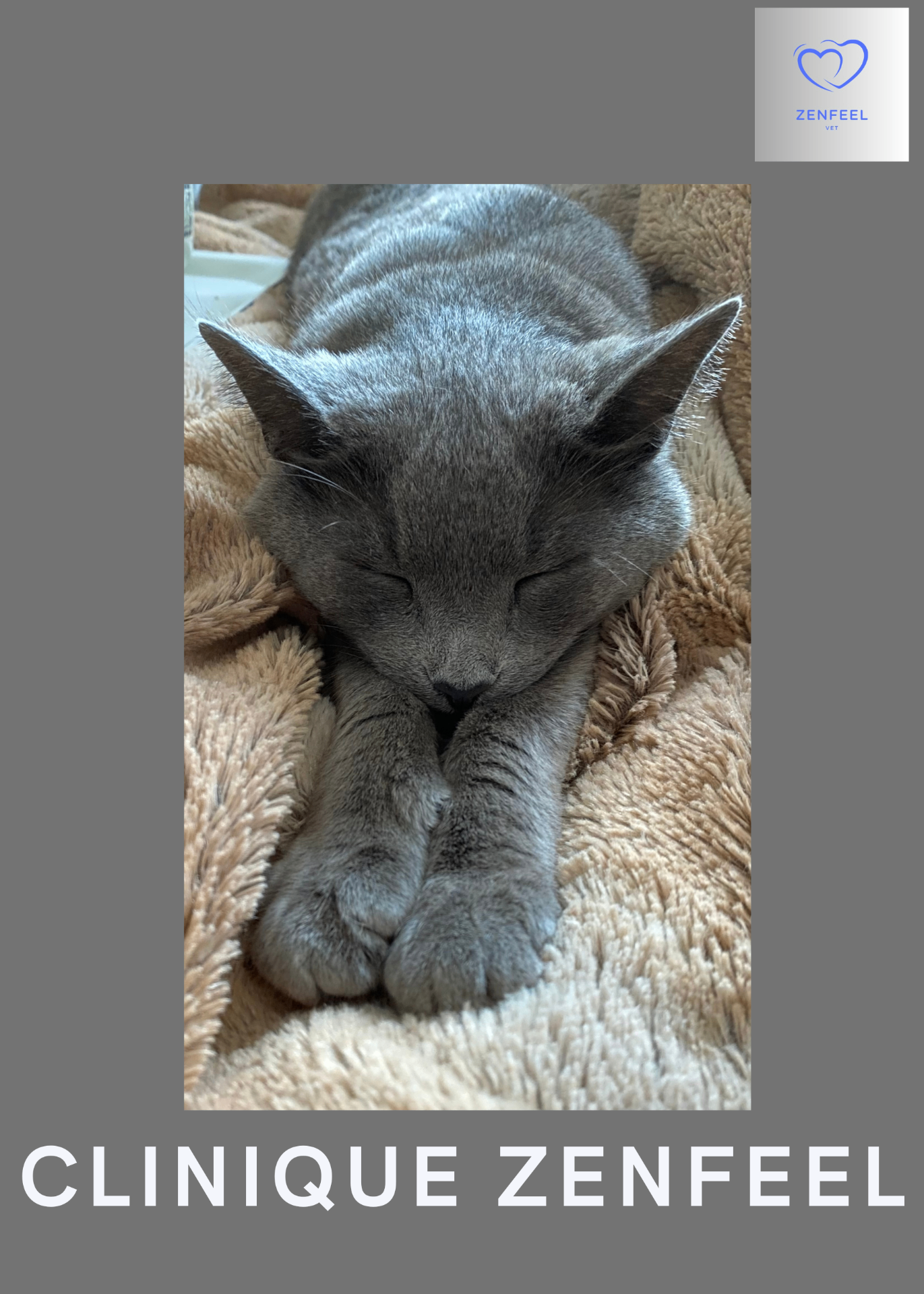 Chat zen sous le label Clinique Zenfeel